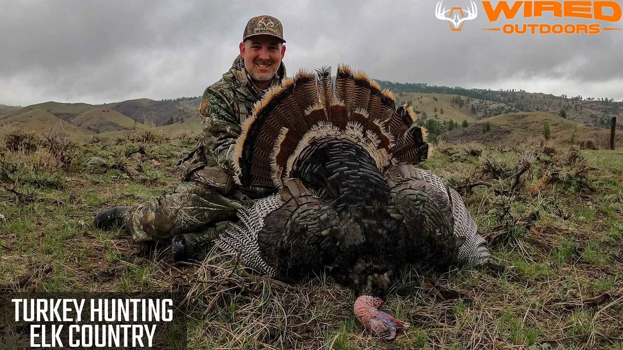 Turkey Hunting In Elk Country