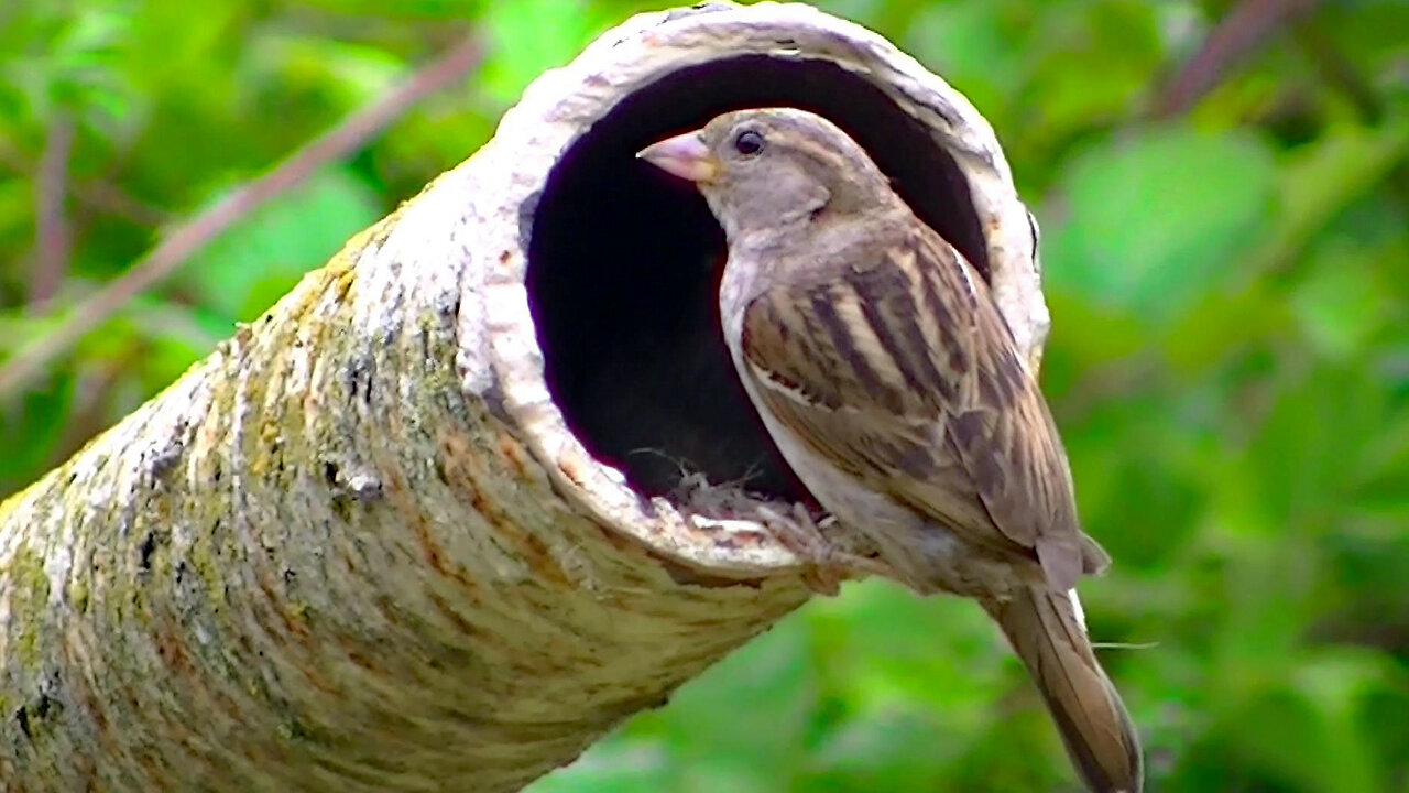 IECV NV #707 - 👀 Momma House Sparrow Feeding The Babies This Time 8-2-2018