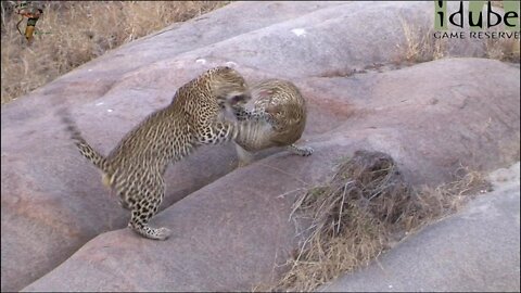 Angry Female Leopard Smacks Uninterested Male