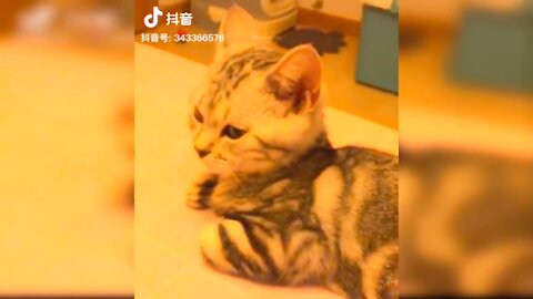 China Cat Funny Video