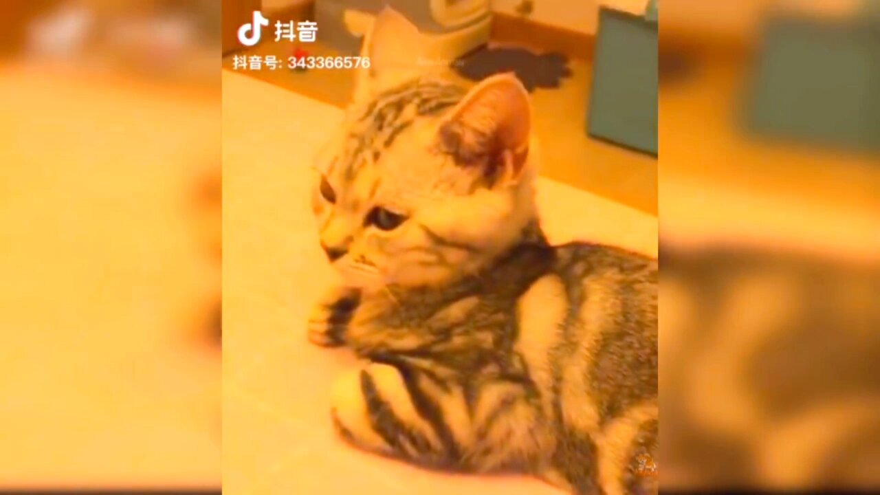 China Cat Funny Video