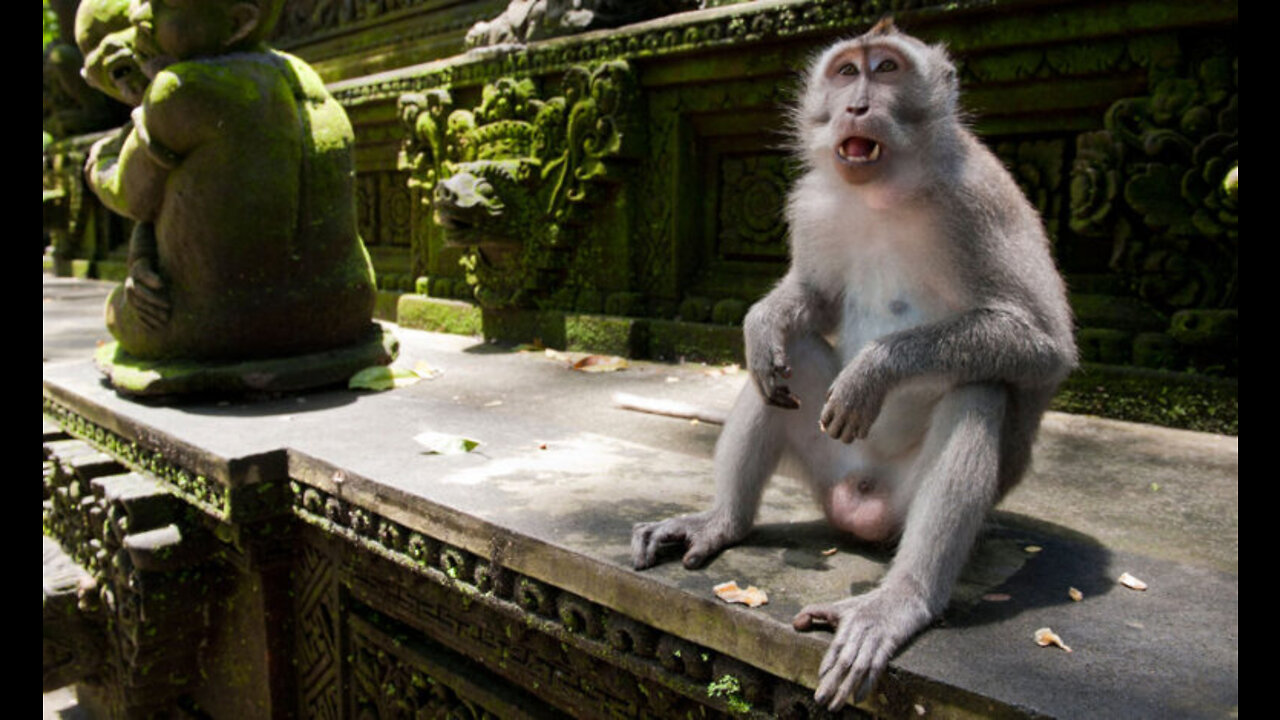 Some Monkeys Use Stone Tools for Pleasure, Study Suggests