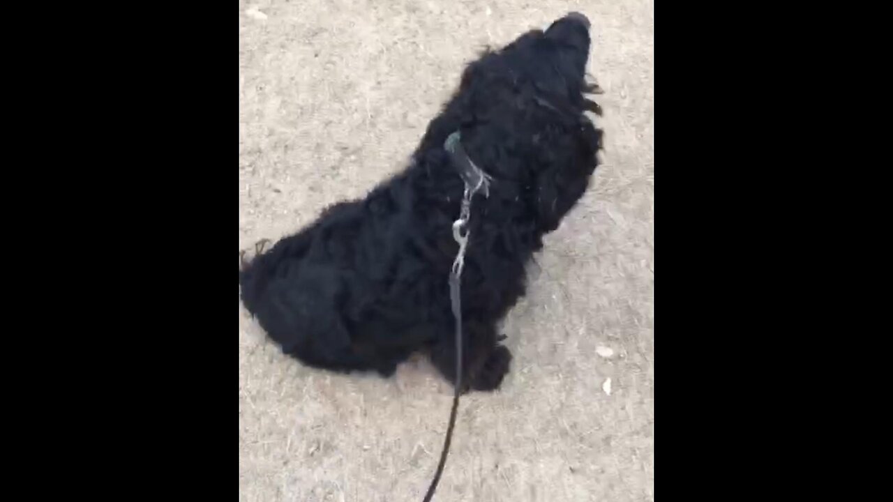 BLACK cocker spaniel AND German shepherd PUPPY