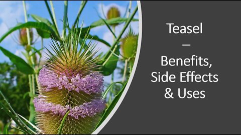 Teasel - Benefits, Uses & Side Effects