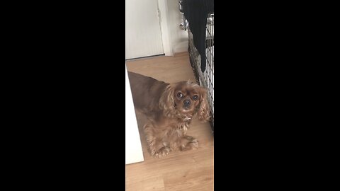 Cutie Cavaliers