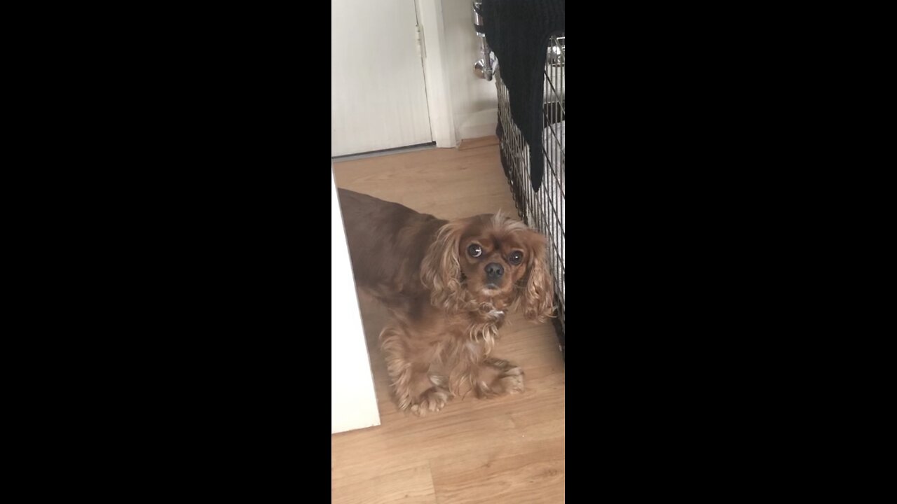 Cutie Cavaliers