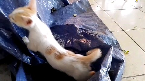 funny_playful_kitten_start_dto_ drive