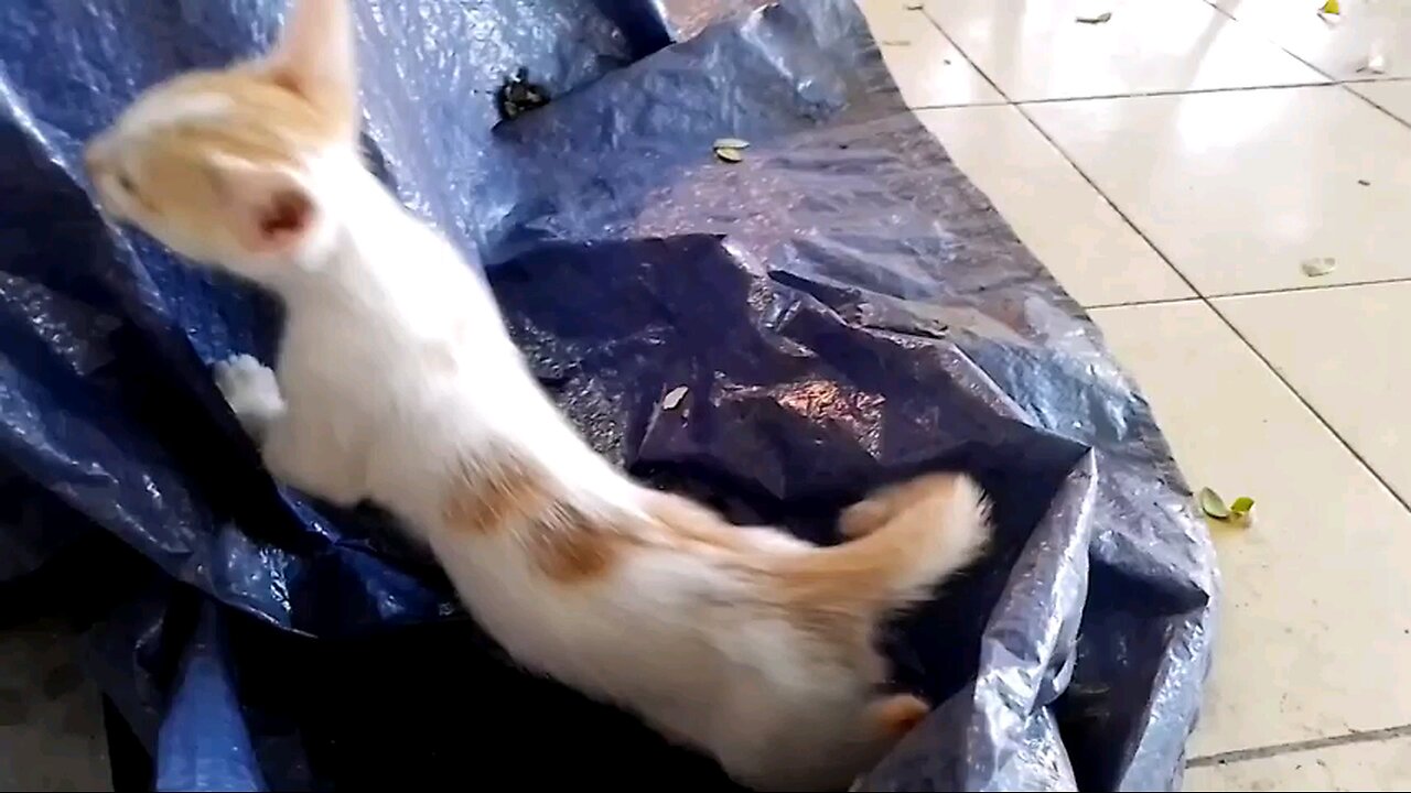 funny_playful_kitten_start_dto_ drive