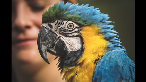 The annoying parrot bird
