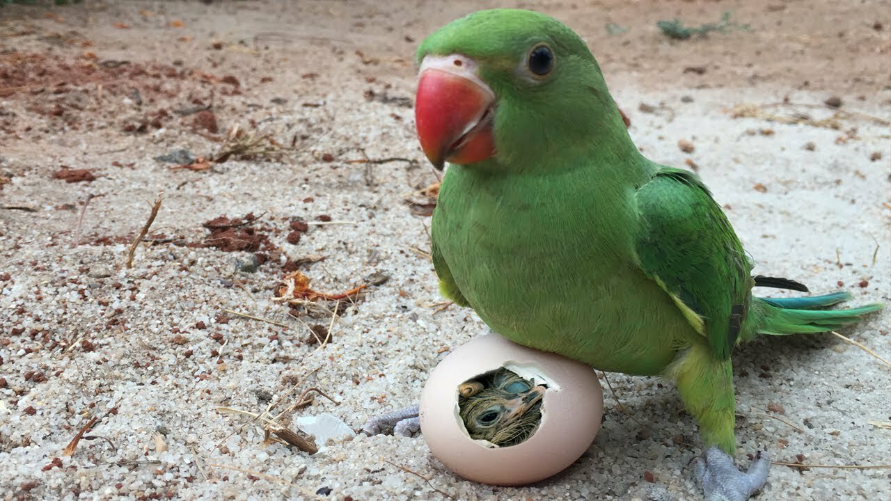 Indian green parrot vs mirror screen reaction on parrot