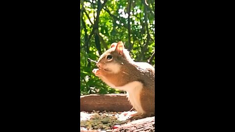 Friend squirrel