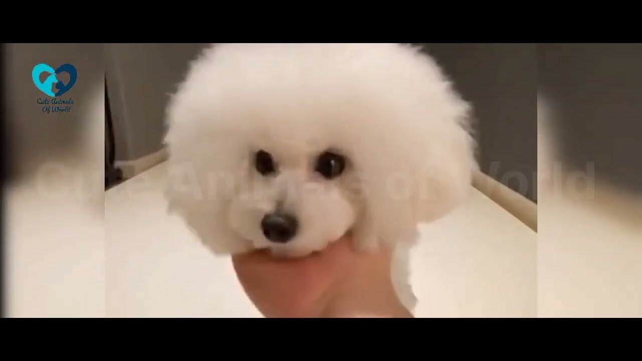 Very Cute Dog video || Cute Animals Of World