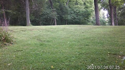 Whitetail Deer 🦌 in the Backyard #shorts