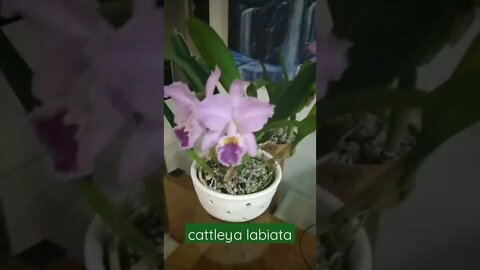 Cattleyas Labiattas, as belezuras de março