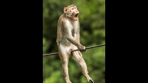 funny monkey in world🤣