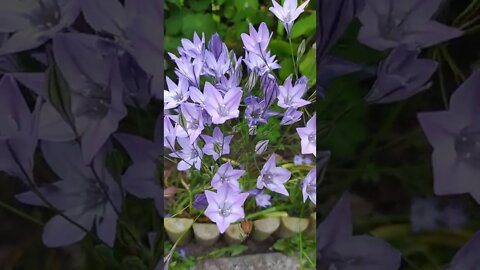 Triteleia