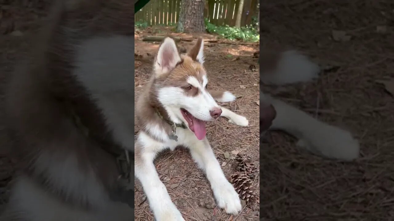 CUTE HUSKY PUPPY!! #husky #huskypuppy #puppy #huskies #shorts