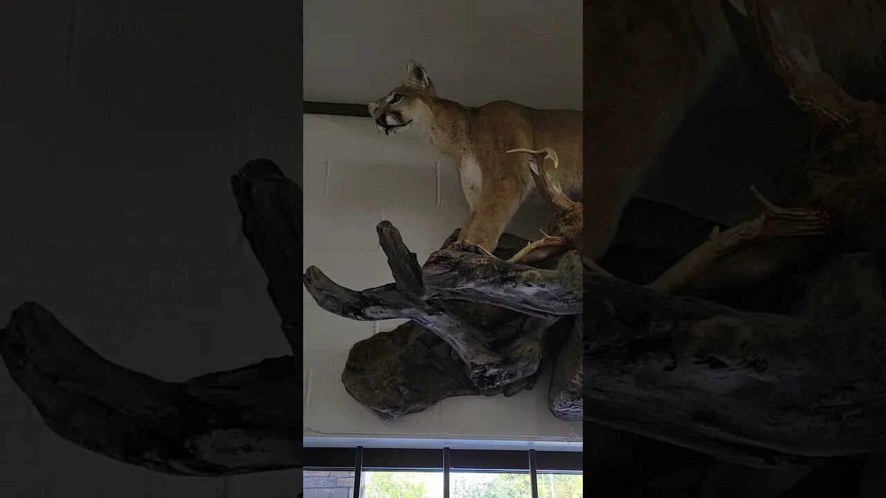 Awesome Mountain Lion Mount!!! #shorts