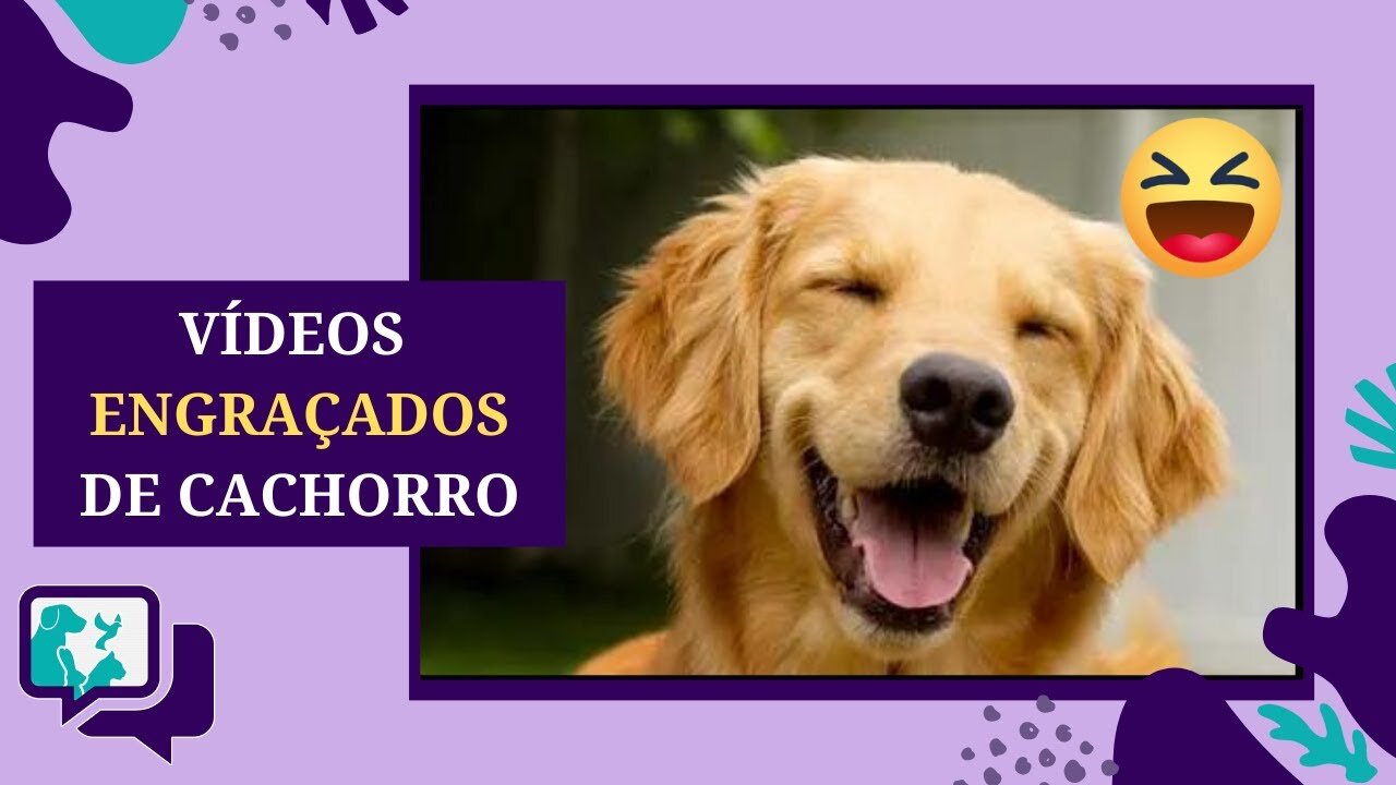 CACHORROS ENGRAÇADOS: Vídeos Engraçados de CACHORRO