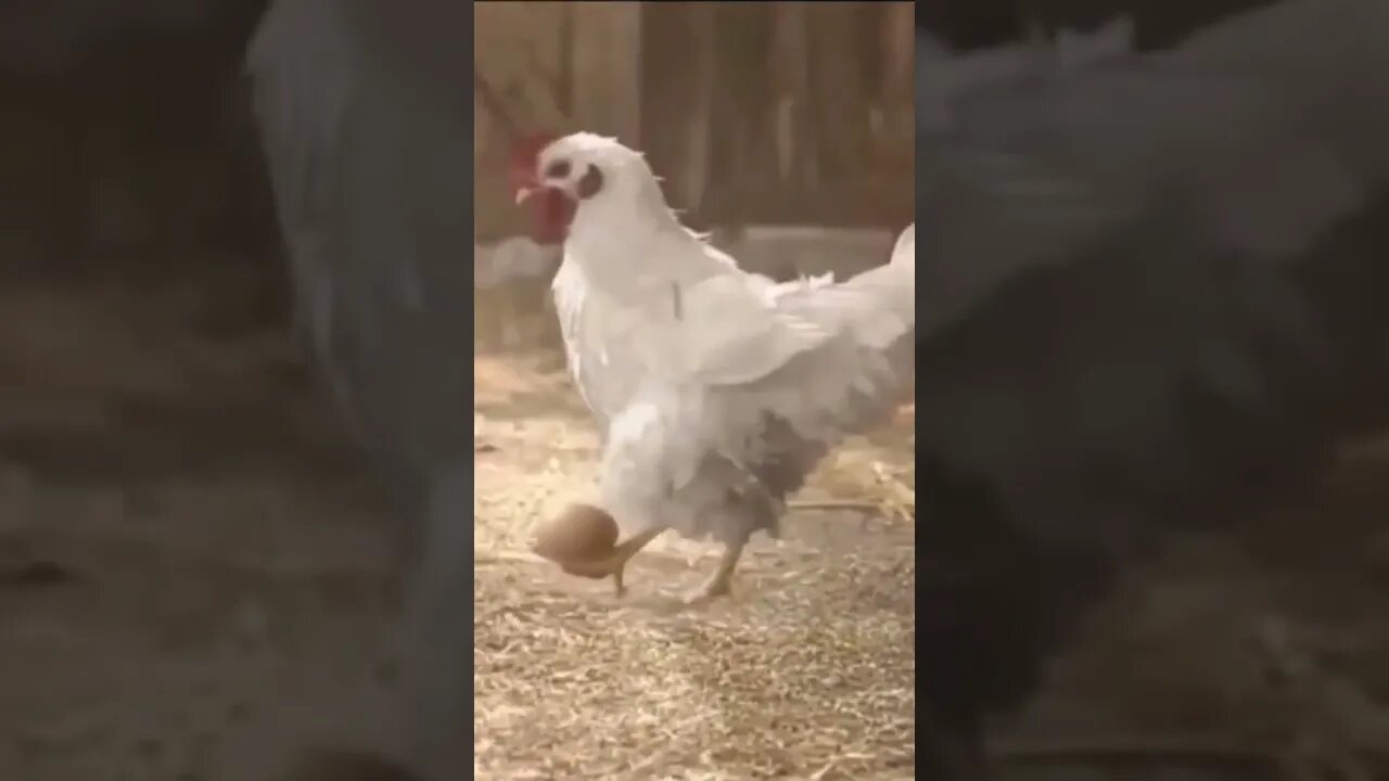 GALINHA DO CR7 #shorts