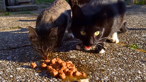 Growling Feral Cat Brings Her Wild Kittens to Eat - Feeding Stray Cats