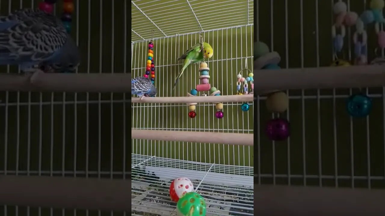 Budgies Playing With Toys Too Cute!😊 #shorts #youtubeshorts #animallover #funny #budgies #birds