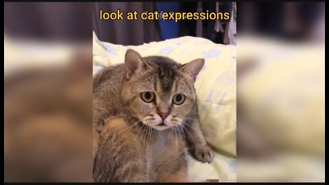 🤣🤣 Amazing funny cats video 🤣🤣