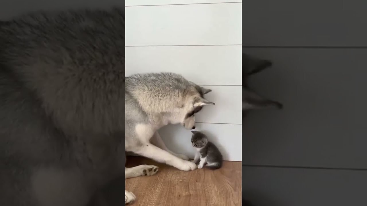 Unbelievable Video of Cat and Dog Friendship - You Won't Believe What Happens Next!