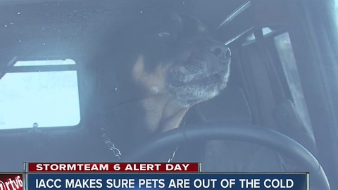 Keeping your pets warm this winter