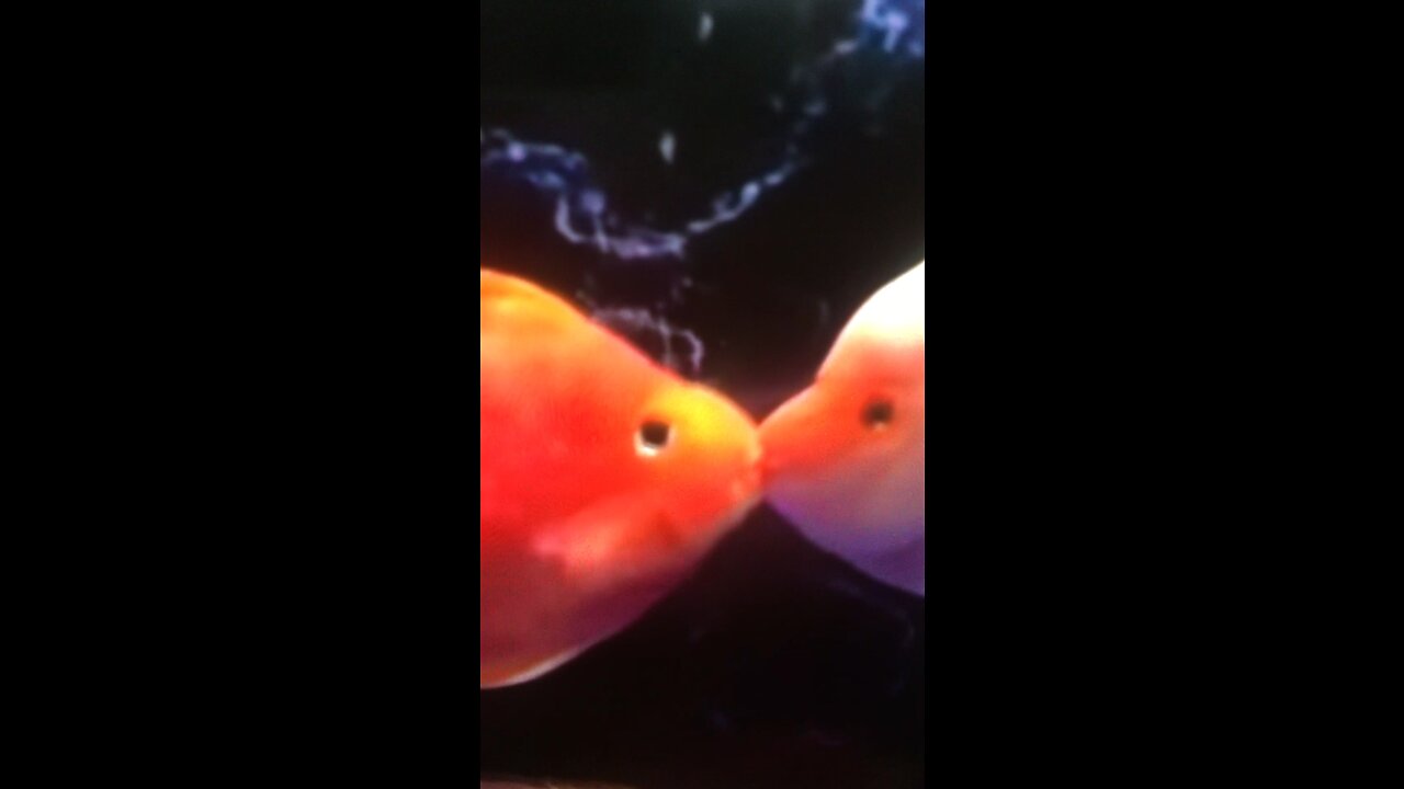 Fish kiss