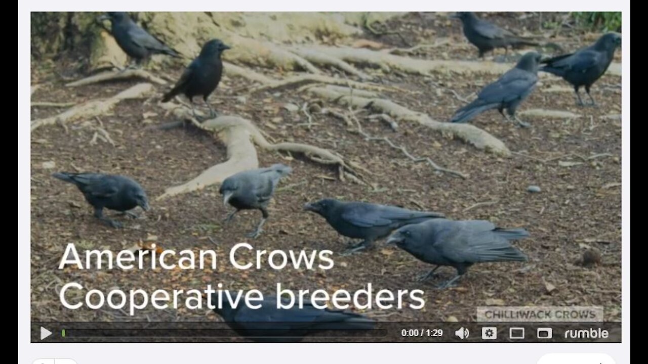 American Crow Corvus brachyrhynchos