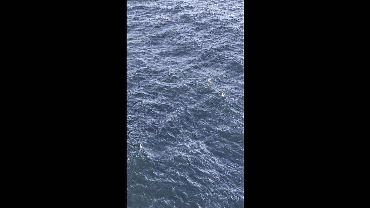 Orca Attack off the coast of California