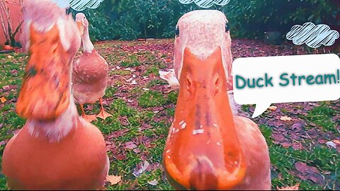 Duck Stream26: Sprinkles all day