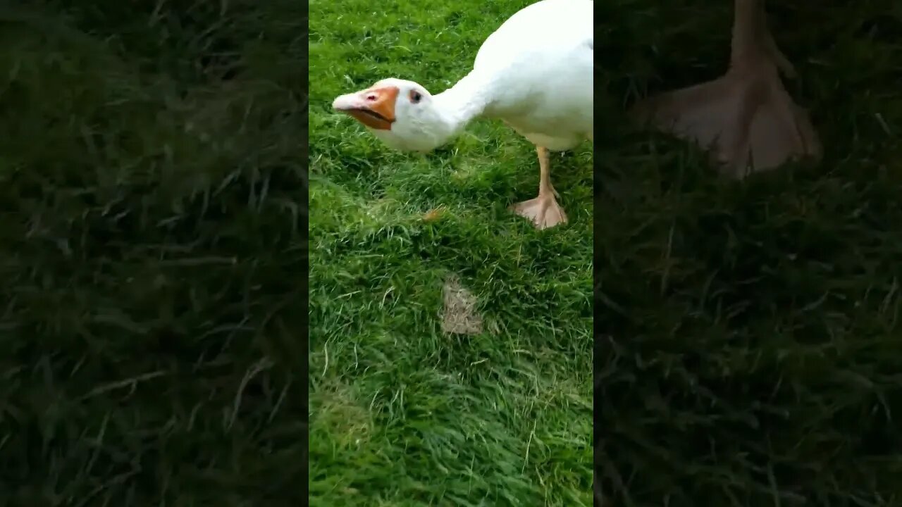 #guardgoose #goose #homesteading #homestead #homesteadlife #farmlife #farmanimals #farm