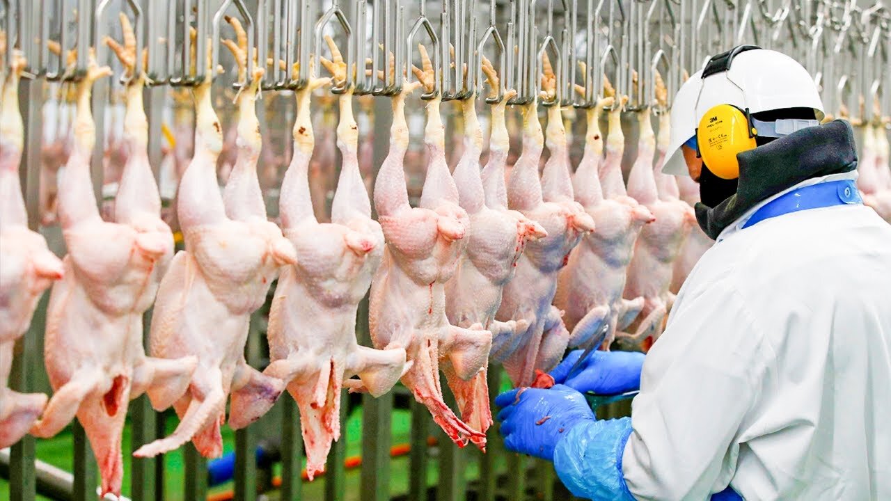 Modern Chicken Meat Processing Factory - Chicken Factory