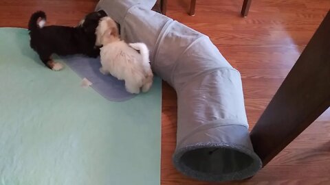 E Litter-Last Two Spend Their Last Day Together