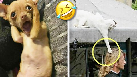 Funny cat videos fails new arrivals