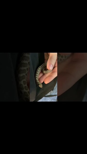 Baby Cinder from 2020 (Hognose Short) #hognose #westernhognose #snake