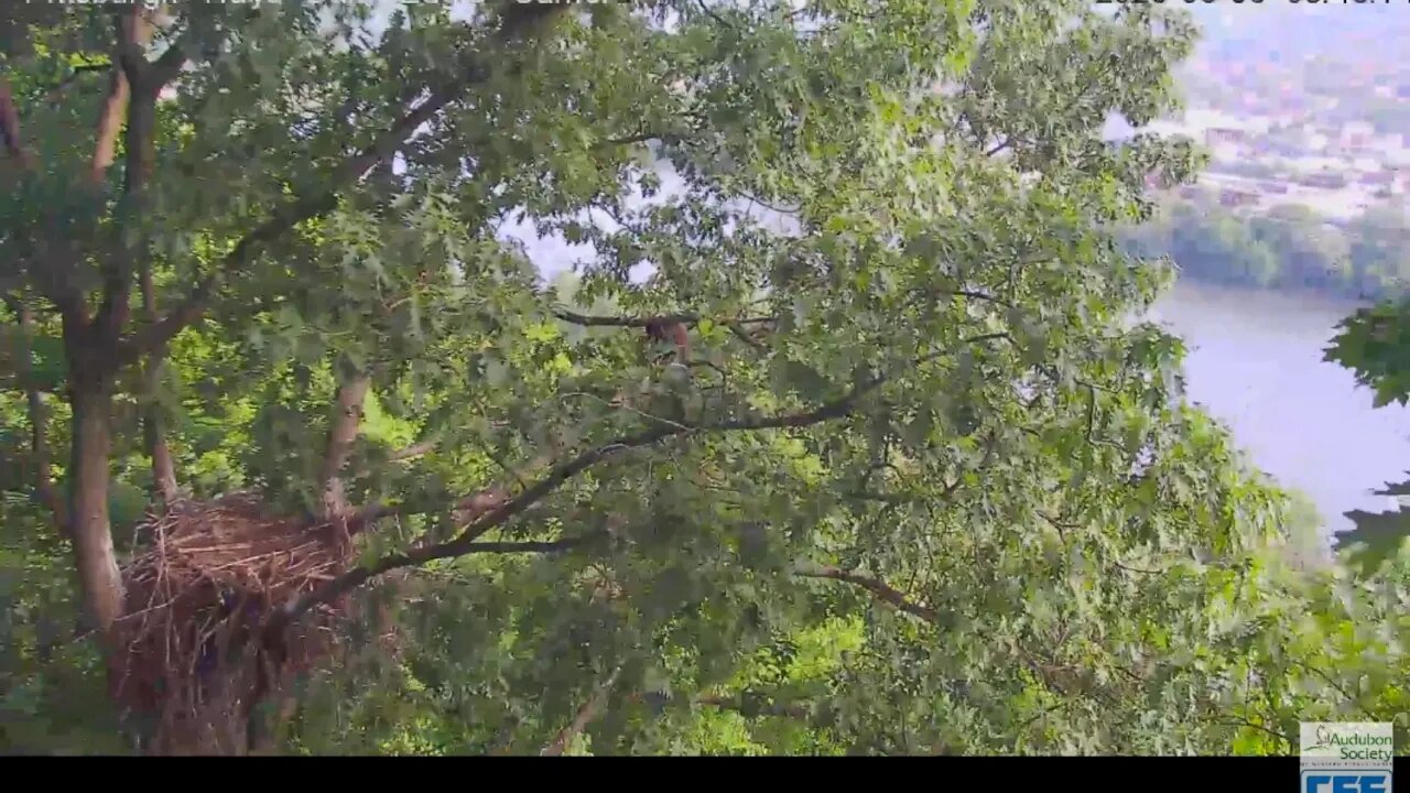 Hays Eagles H12 fledged ! 2020 06 6 8 46 13AM