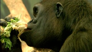 New gorilla VR exhibit at Milwaukee County Zoo