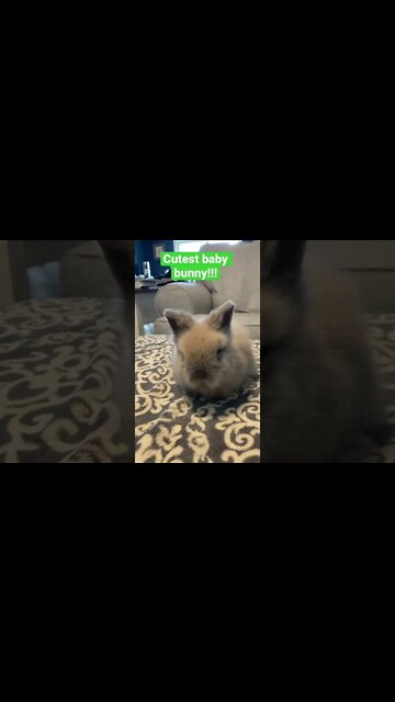 Come see our new baby bunny!!! #shorts #bunny #babyanimals