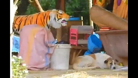 Dog Funny & fake Lion-Tiger Prank tale