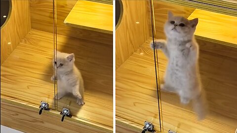 Cute kitty jumping - Very cute video with kitten