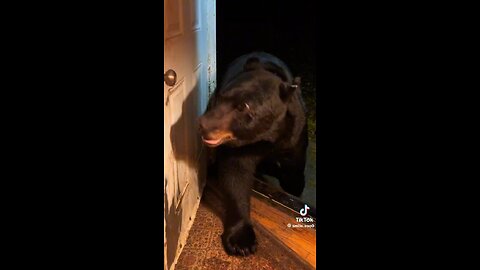 Woman rescued a bear after being hit by a car and they became friends