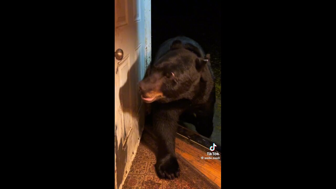 Woman rescued a bear after being hit by a car and they became friends