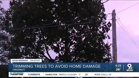 Severe weather a reminder to give your trees an annual checkup