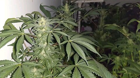 the Cannabis ladies are starting to look good