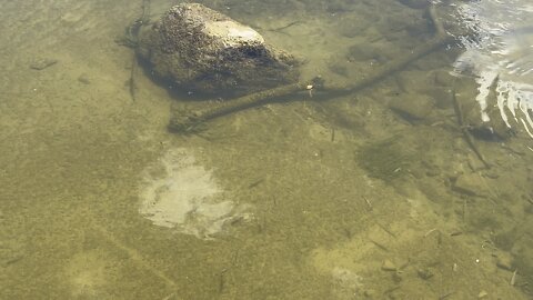 The bird almost made a move for the cracker