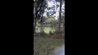 The sounds of a morning in Hawaii