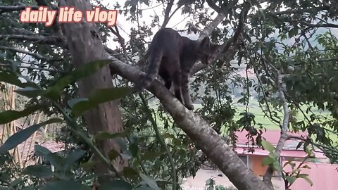 Tree-covered cat hunts | daily life vlog